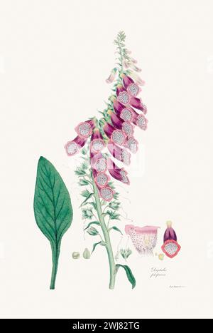 Vintage Foxglove Blume Illustration. Botanische Kunst Um 1820 Stockfoto