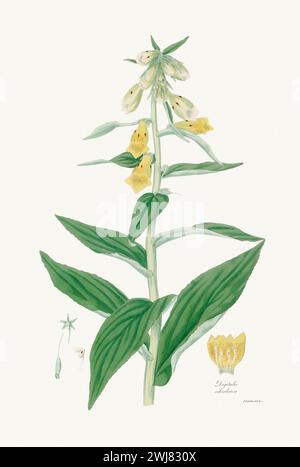 Vintage Foxglove Blume Illustration. Botanische Kunst Um 1820 Stockfoto