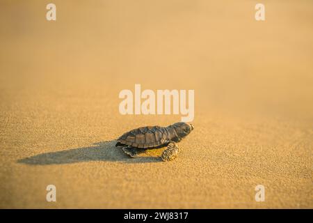Baby-Lederschildkröte schlüpft in Richtung Strand in Trinidad und Tobago bei Sonnenuntergang Stockfoto