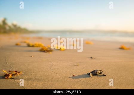 Baby-Lederschildkröte schlüpft in Richtung Strand in Trinidad und Tobago bei Sonnenuntergang Stockfoto