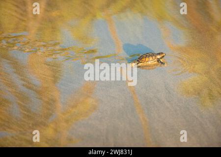 Baby-Lederschildkröte schlüpft in Richtung Strand in Trinidad und Tobago bei Sonnenuntergang Stockfoto