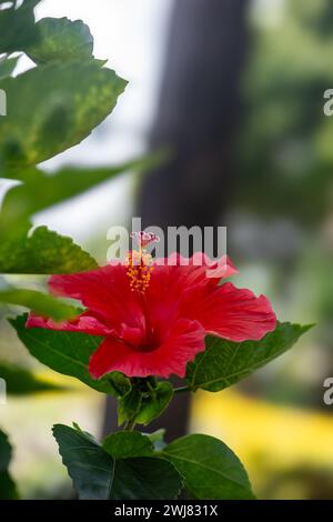 Rote Hibiskus tropische Blume nah oben in Blüte dekorative Pflanze Trinidad und Tobago Stockfoto