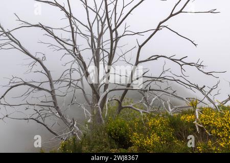 Europa Portugal Madeira Süden Jardim da Serra Insel Gebirge: Ein Wanderweg führt im Süden der Insel von Bocca da Corrida in das Inselinnere zum Encume Stockfoto