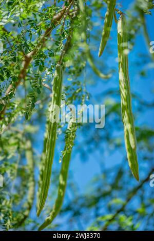 Moringa oleifera Baum in Blüte mit Trommelstöcken Heilpflanze und zum Kochen sowie schnell wachsendes tropisches Klima und Dürrebeständigkeit Stockfoto