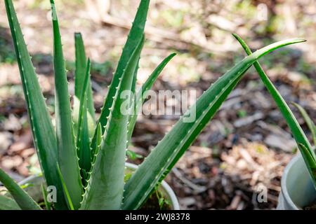 Aloe Vera Pflanztopf Eimer Haus Gartenarbeit medizinische Pflanze immergrün einfach zu pflegen Stockfoto