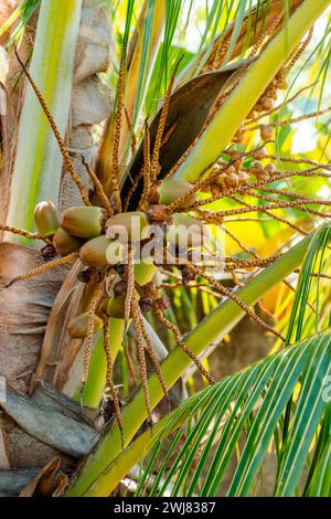 Baby-Kokosnussstrauß auf Baum kleine wachsende junge Früchte unentwickelt beginnen zu wachsen Stockfoto