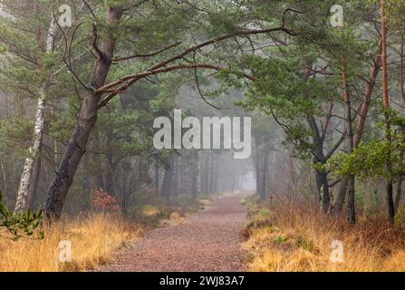 Europa Deutschland Niedersachsen Landkreis Rotenburg Wümme Lüneburger Heide großes und Weißes Moor Naturschutzgebiet Wald Bäume Winter: Ein Weg im gr Stockfoto