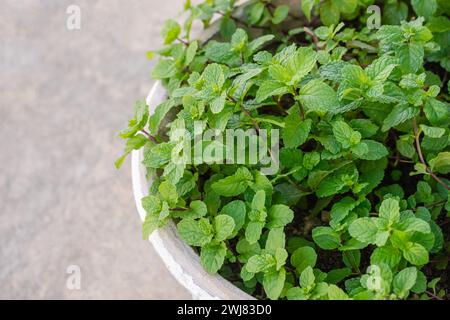 Marokkanische Minze Laub in Blumentopf aromatische medizinische duftende Kräuter hausgemachte gesunde Gartenarbeit Stockfoto