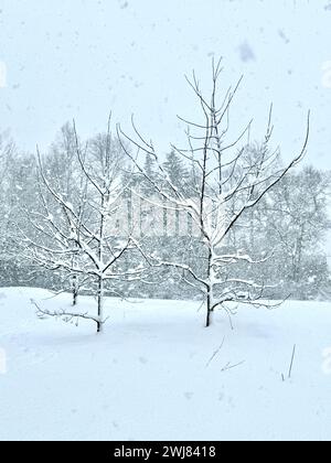 Bloomfield, CT, USA. Februar 2024. Der Wintersturm Lorraine bringt fast einen Fuß Schnee über Connecticut. (Kreditbild: © Christy Prosser/ZUMA Press Wire) NUR REDAKTIONELLE VERWENDUNG! Nicht für kommerzielle ZWECKE! Stockfoto