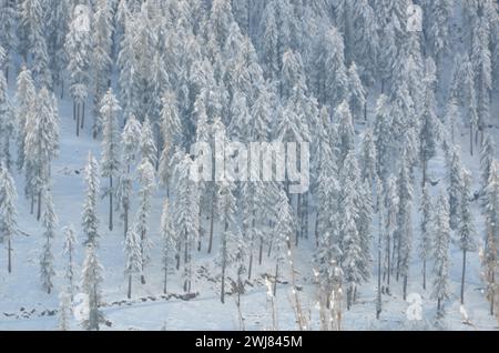 Sonniger Tag nach starkem Schneefall auf naran-Khan-Bildern Stockfoto