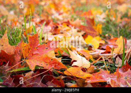 Bunte Herbstblätter auf dem Gras während der Herbstsaison Stockfoto