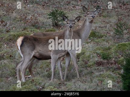 Eine Hirschhecke mit einem Kalb auf einer Wiese. Rumänische Tierwelt. Cervus elaphus weiblich und Kalb. Stockfoto