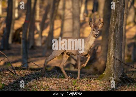 Ein Rehbock (Capreolus capreolus) im warmen Sonnenuntergang. Stockfoto