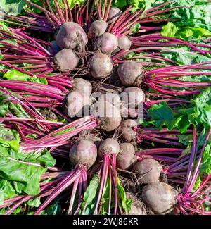 Rüben. Zuckerrüben geerntet. Ein Haufen Rote-Bete-Wurzeln in einem Gemüsegarten. Stockfoto