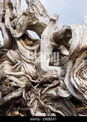 Baumwurzeln am Boden eines gefallenen Baumes bilden verschiedene abstrakte Typenmuster. Stockfoto