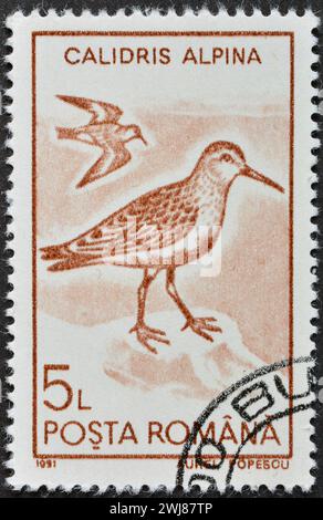 Gestempelte Briefmarke, gedruckt von Rumänien, die Dunlin (Calidris alpina) zeigt, um 1991. Stockfoto