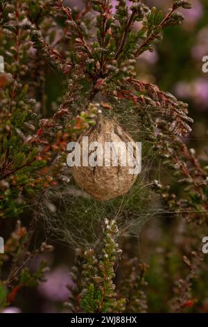 Großer kolbenförmiger Eiersack von Wasp Spider, der in der Vegetation hing Stockfoto