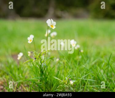 Gelb- und Weißfeldstiefmütterchen (Viola arvensis). Botanische Illustration. Stockfoto