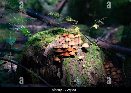 Braune Pilze wachsen auf einem alten moosigen Baumstumpf. Sonnenlicht beleuchtet die Pilze. Erschossen in Schweden, Skandinavien Stockfoto