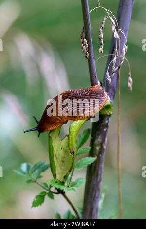 Braune spanische Schnecke klettert auf eine Pflanze und ernährt sich von einem Blatt. Erschossen in Schweden, Skandinavien Stockfoto