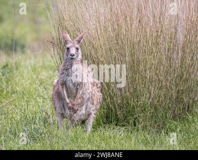 Känguru (Macropodidae), Australien Stockfoto