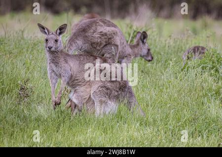 Kängurus (Macropodidae), Australien Stockfoto