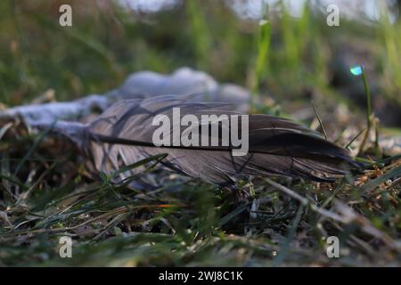 Eine graue Feder auf Gras Stockfoto