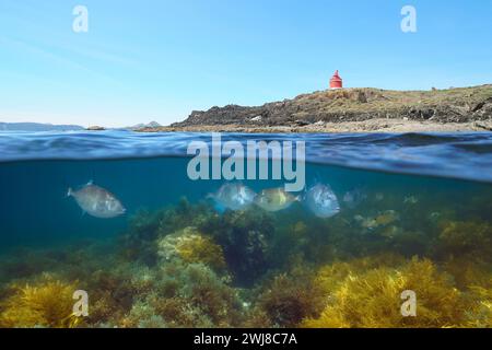 Felsige Küste mit Leuchtturm und Fisch mit Algen unter Wasser im Atlantik, geteilter Blick zur Hälfte über und unter der Wasseroberfläche, Naturszene, Spanien Stockfoto