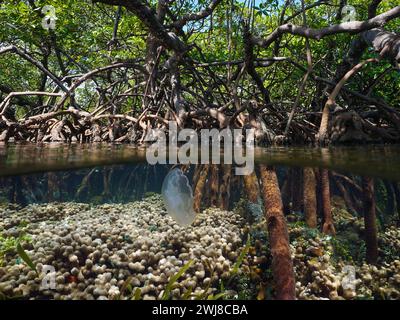 Mangrovenbaumwurzeln mit Korallen und Quallen unter Wasser, geteilter Blick zur Hälfte über und unter der Wasseroberfläche, Karibisches Meer, natürliche Szene, Mittelamerika Stockfoto