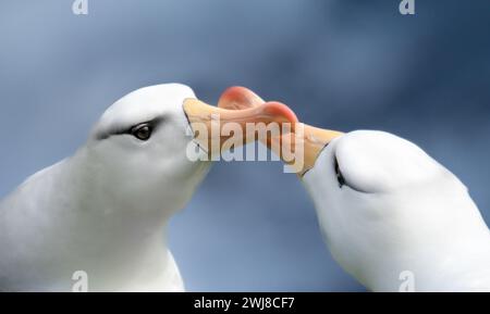 Schwarzbrauen-Albatross-Paar, das sich im Balzverhalten engagiert Stockfoto