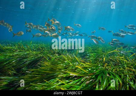 Seegras (Posidonia oceanica) mit einem Fischschwarm (SARPA salpa) unter Wasser im Mittelmeer, natürliche Szene, Korsika, Frankreich Stockfoto