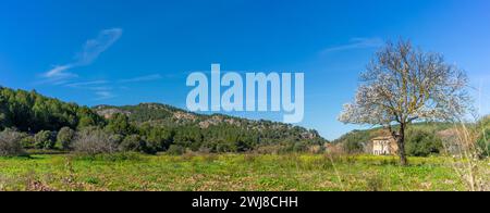 Frühlingspracht in einer ländlichen mallorquinischen Landschaft mit Blossomin Stockfoto