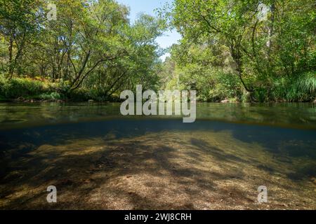 Wilder Fluss in Spanien mit Bäumen am Flussufer, geteilter Blick über und unter der Wasseroberfläche, natürliche Landschaft, Galicien, Provinz Pontevedra Stockfoto