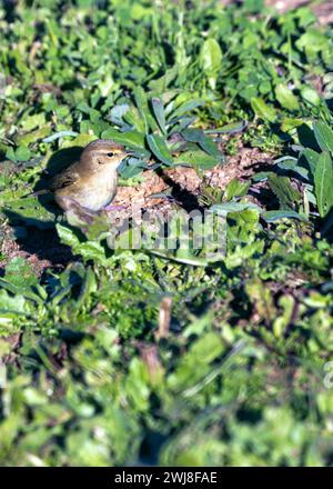 Der Chiffchaff (Phylloscopus collybita), der im El Retiro Park in Madrid gesichtet wird, ist ein kleiner Zugvogel, der für seine charakteristische „Chiff-Spreu“ so bekannt ist Stockfoto