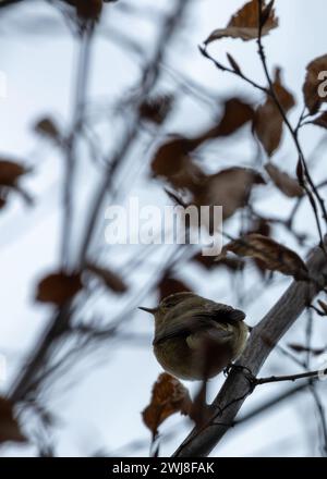 Der Chiffchaff (Phylloscopus collybita), der im El Retiro Park in Madrid gesichtet wird, ist ein kleiner Zugvogel, der für seine charakteristische „Chiff-Spreu“ so bekannt ist Stockfoto