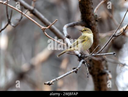 Der Chiffchaff (Phylloscopus collybita), der im El Retiro Park in Madrid gesichtet wird, ist ein kleiner Zugvogel, der für seine charakteristische „Chiff-Spreu“ so bekannt ist Stockfoto