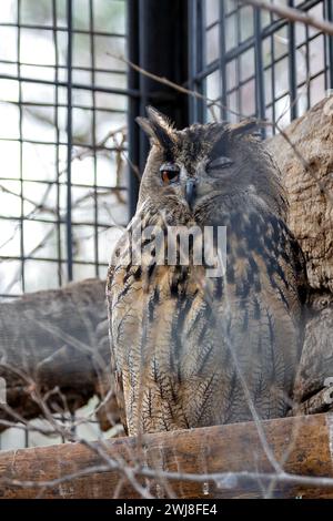 Die Uhu (Bubo bubo) ist eine majestätische Eulenart, die in Europa und Asien zu finden ist und für ihre durchdringenden gelben Augen und stillen nächtlichen Fli bekannt ist Stockfoto