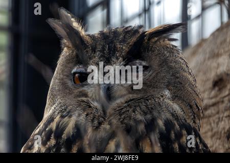 Die Uhu (Bubo bubo) ist eine majestätische Eulenart, die in Europa und Asien zu finden ist und für ihre durchdringenden gelben Augen und stillen nächtlichen Fli bekannt ist Stockfoto