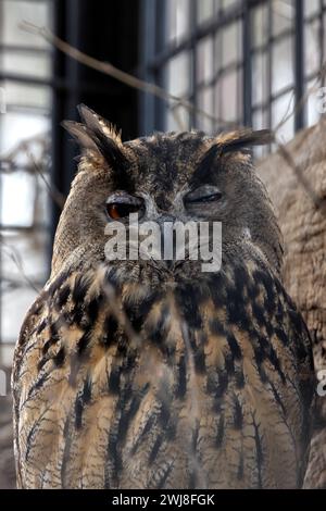 Die Uhu (Bubo bubo) ist eine majestätische Eulenart, die in Europa und Asien zu finden ist und für ihre durchdringenden gelben Augen und stillen nächtlichen Fli bekannt ist Stockfoto