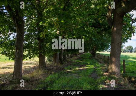 Naturschutzgebiet Dingdener Heide, Heide und an-Moorligen Landschaften, nördlich des Ortes Dingden, gehört zu Hamminkeln, Kulturlandschaft, NRW, Naturpark hohe Mark Westmünsterland, Naturschutzgebiet Dingdener Heide *** Naturschutzgebiet Dingdener Heide, Heide- und Moorlandschaften, nördlich des Dorfes Dingden, Teil von Hamminkeln, Kulturlandschaft, NRW, Naturpark hohe Mark Westmünsterland, Naturschutzgebiet Dingdener Heide Stockfoto