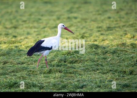 Naturschutzgebiet Dingdener Heide, Heide und an-Moorligen Landschaften, nördlich des Ortes Dingden, gehören zu Hamminkeln, Kulturlandschaft, Storch, NRW, Naturpark hohe Mark Westmünsterland, Naturschutzgebiet Dingdener Heide *** Naturschutzgebiet Dingdener Heide, Heide- und Moorlandschaften, nördlich von Dingden, Teil von Hamminkeln, Kulturlandschaft, Storch, NRW, Naturpark hohe Mark Westmünsterland, Naturschutzgebiet Dingdener Heide Stockfoto