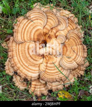 Riesenkrötenhocker oder Meripilus giganteus Stockfoto