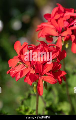 Nahaufnahme der Blüten des roten Efeublättrigen pelargoniums (pelargonium peltatum) in Blüte Stockfoto