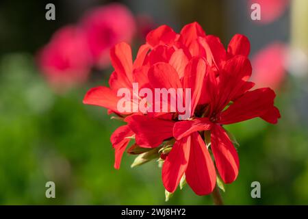 Nahaufnahme der Blüten des roten Efeublättrigen pelargoniums (pelargonium peltatum) in Blüte Stockfoto