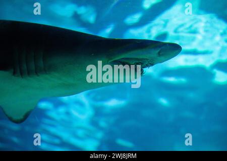 Nahaufnahme von Sandbar Silvertip Haien, die friedlich in einem blauen Wasseraquarium schwimmen. Stockfoto