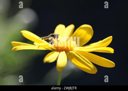 Gemeine Hoverfly (Melangyna viridiceps), die sich von Nektar der Gänseblümchenblüte ernährt, Südaustralien Stockfoto