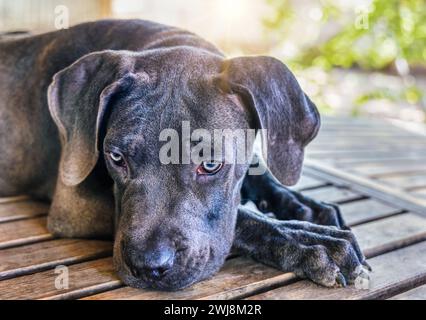 Schwarzer Boerboel Welpe auf der Veranda draußen im Garten bei Sonnenuntergang. Boerboel ist eine südafrikanische Rasse von Großhunden vom Typ Mastiff, die als Familie verwendet werden Stockfoto