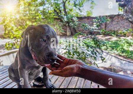 Schwarzer Boerboel-Welpe auf der Veranda, afrikanische Frau streichelt ihn, draußen im Garten bei Sonnenuntergang. Boerboel ist eine südafrikanische Rasse der Großen Stockfoto