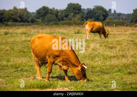 Naturschutzgebiet Dingdener Heide, Heide und an-Moorligen Landschaften, nördlich des Ortes Dingden, gehören zu Hamminkeln, Kuhherde, Kulturlandschaft, NRW, Naturpark hohe Mark Westmünsterland, Naturschutzgebiet Dingdener Heide *** Naturschutzgebiet Dingdener Heide, Heide- und Moorlandschaften, nördlich von Dingden, Teil von Hamminkeln, Kuhherde, Kulturlandschaft, NRW, Naturpark hohe Mark Westmünsterland, Naturschutzgebiet Dingdener Heide Stockfoto