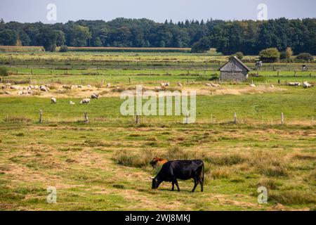 Naturschutzgebiet Dingdener Heide, Heide und an-Moorligen Landschaften, nördlich des Ortes Dingden, gehören zu Hamminkeln, Schafherde, Kulturlandschaft, NRW, Naturpark hohe Mark Westmünsterland, Naturschutzgebiet Dingdener Heide *** Naturschutzgebiet Dingdener Heide, Heide- und Moorlandschaften, nördlich von Dingden, Teil von Hamminkeln, Schafherde, Kulturlandschaft, NRW, Naturpark hohe Mark Westmünsterland, Naturschutzgebiet Dingdener Heide Stockfoto